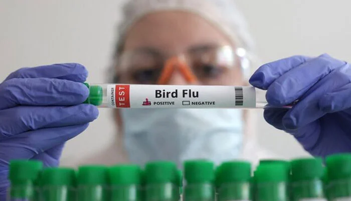 Bird flu builds up danger for breakfast in US