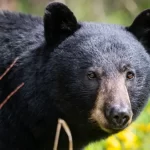 UPDATED: $1,500 reward in Chilliwack bear poaching case