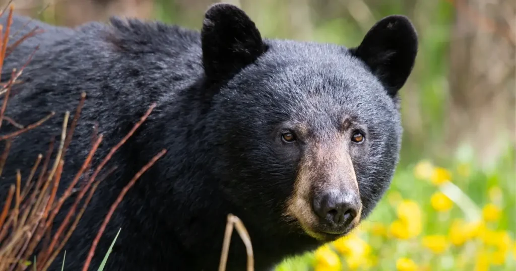 UPDATED: $1,500 reward in Chilliwack bear poaching case