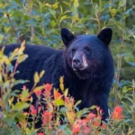 New study shows killing black bears doesn’t reduce conflict