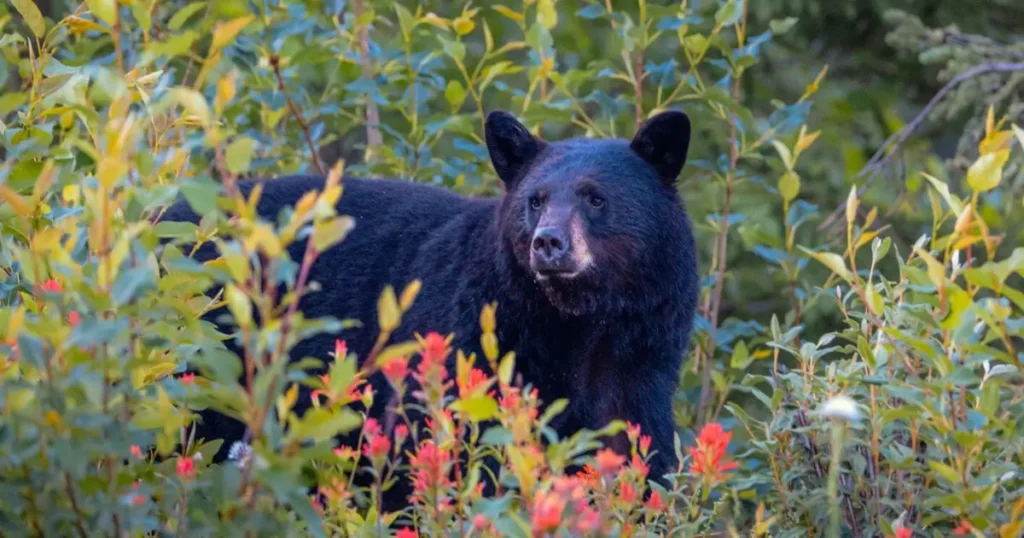 New study shows killing black bears doesn’t reduce conflict