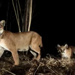 Mountain lions in Los Angeles are becoming nocturnal to avoid humans