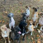 Rescuing 12 Dogs And Counting: This Couple Is Changing Lives One Rescue At A Time Interview With Owner