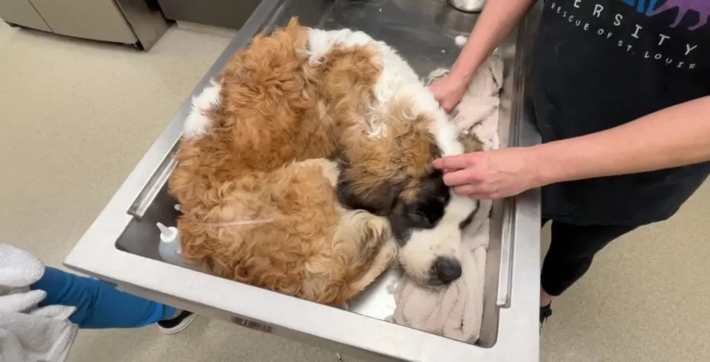 Poor St. Bernard Found In Crate In Abandoned House, Weighing At Least 80 Pounds Underweight  |