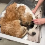 Poor St. Bernard Found In Crate In Abandoned House, Weighing At Least 80 Pounds Underweight  |