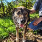 Senior Stray Dog From Spain Can’t Stop Smiling After Getting Rescued And Adopted By A Family In The UK