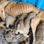 Malnourished and desperate, a mother dog pleads for adoption while continuing to nurse her six puppies.