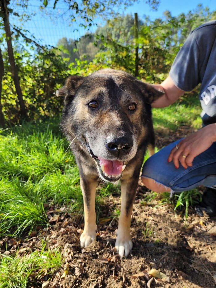 Senior Stray Dog From Spain Can’t Stop Smiling After Getting Rescued And Adopted By A Family In The UK