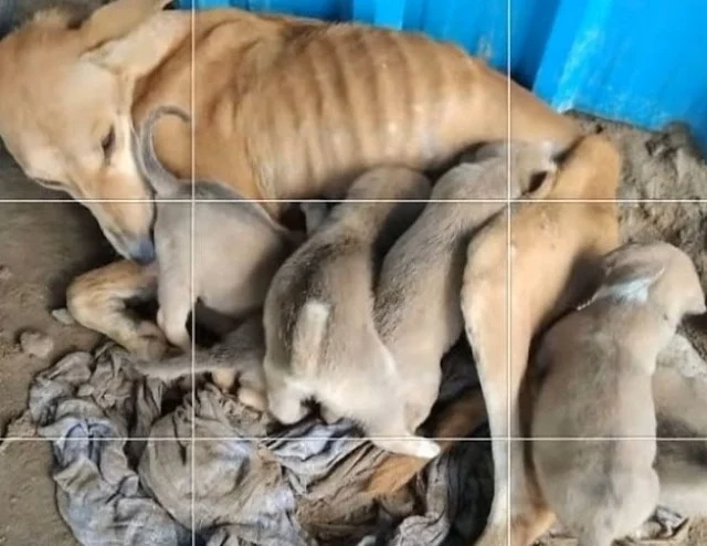 Malnourished and desperate, a mother dog pleads for adoption while continuing to nurse her six puppies.