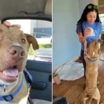 Dog Saved from Abusive Home Seeks Comfort by Holding Hands with Everyone