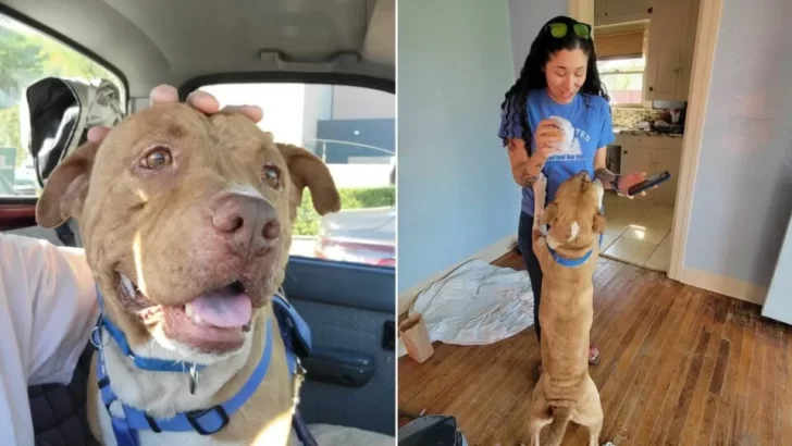 Dog Saved from Abusive Home Seeks Comfort by Holding Hands with Everyone