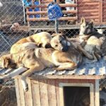 This Serbian Man’s Shelter Houses Thousands Of Dogs With Love Interview