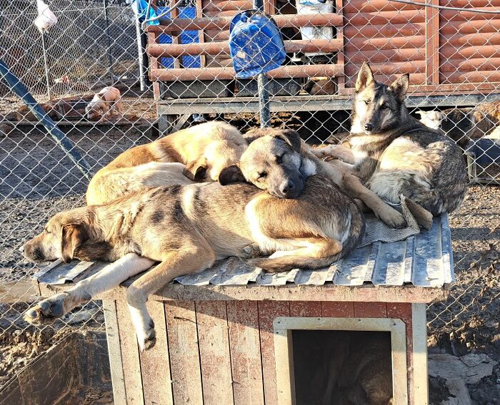 This Serbian Man’s Shelter Houses Thousands Of Dogs With Love Interview