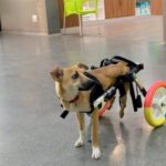 A paralyzed puppy dragged herself across the harsh terrain of Botswana in search of help, and finally, luck smiled upon her.