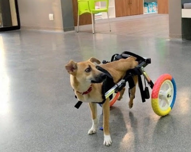 A paralyzed puppy dragged herself across the harsh terrain of Botswana in search of help, and finally, luck smiled upon her.