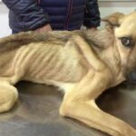 A severely emaciated stray dog has made a miraculous recovery. The transformation is astounding.