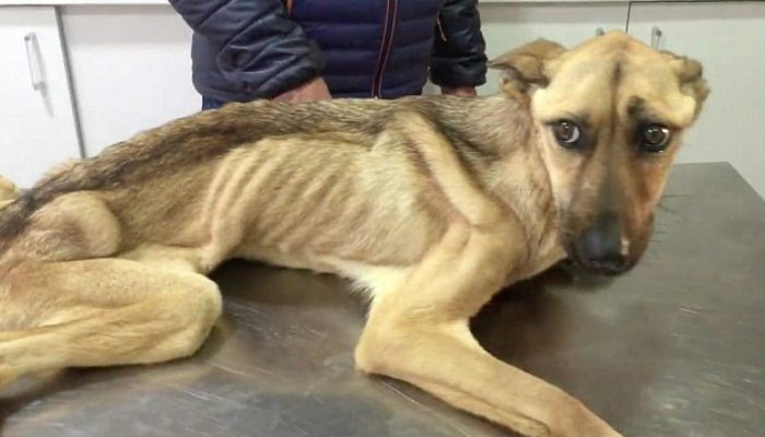 A severely emaciated stray dog has made a miraculous recovery. The transformation is astounding.