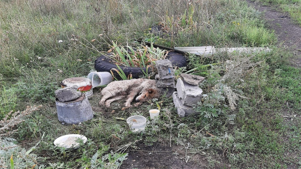 An Old Dog Betrayed by Its Owner and Covered in Flies Was Lying Waiting for Me in the Field