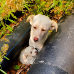 Stray dog mother, to avoid passersby, takes her puppies into crevices, struggling to survive