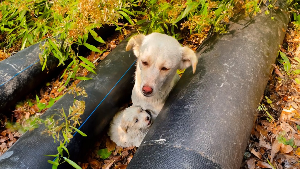 Stray dog mother, to avoid passersby, takes her puppies into crevices, struggling to survive