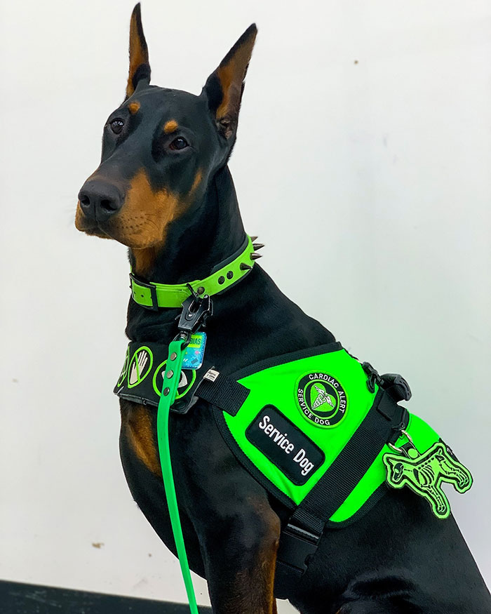 “He’s Scent-Trained To Alert”: 3-Year-Old Dobermann Tobias Improves Chronically Ill Owner’s Life Interview With Expert