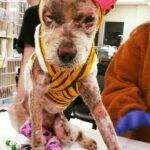 Dog severely injured after being set on fire by owner