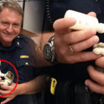 A Police Officer Found a Tiny Kitten—but When He Checked the Security Footage, His Smile Faded