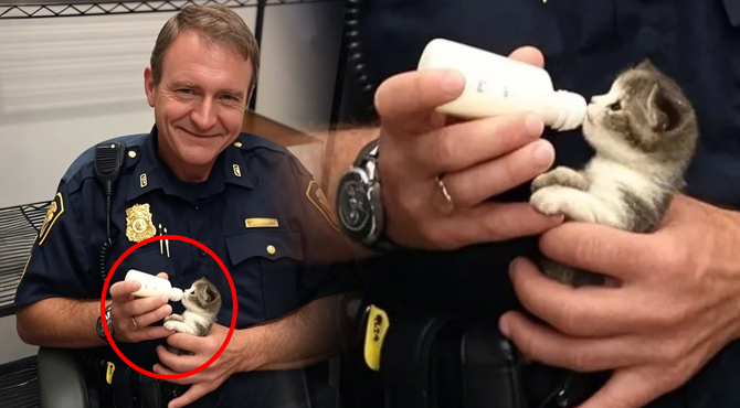 A Police Officer Found a Tiny Kitten—but When He Checked the Security Footage, His Smile Faded