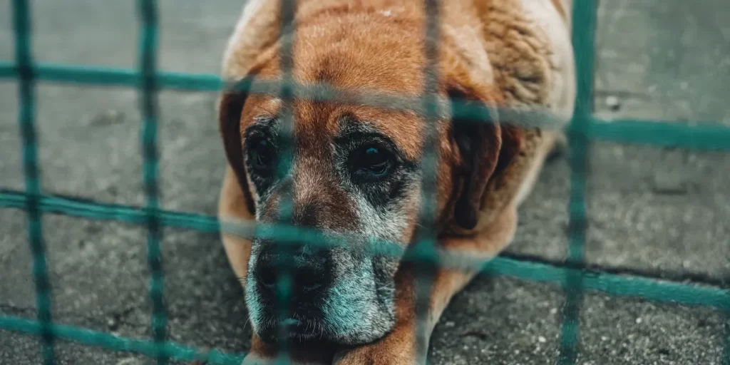 I Adopted the Oldest Shelter Dog, Knowing She Had Only a Month Left – My Goal Was to Make It Her Happiest