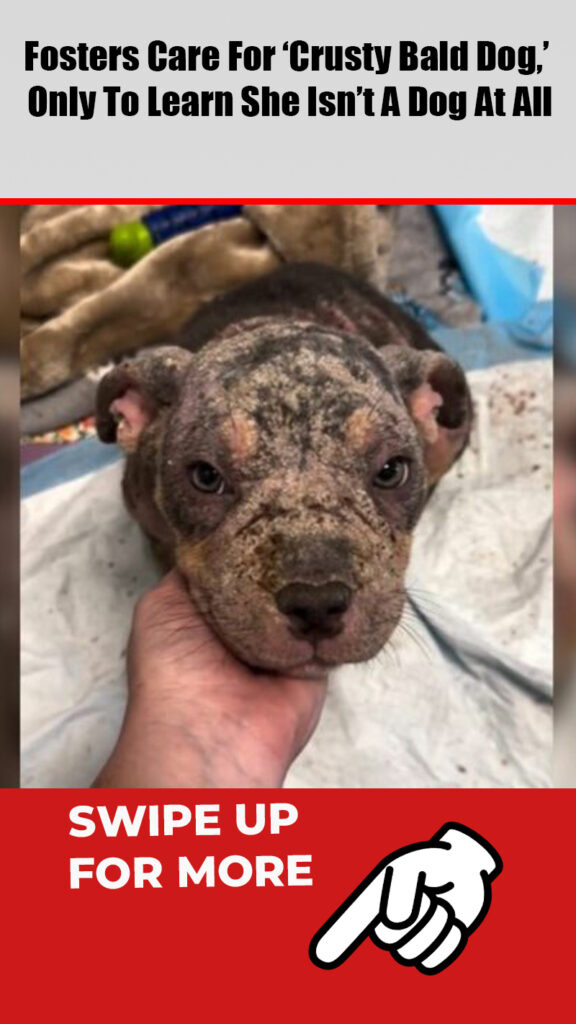 Fosters Care For ‘Crusty Bald Dog,’ Only To Learn She Isn’t A Dog At All