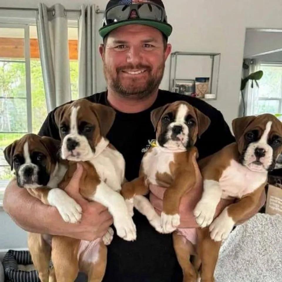 Four Boxer Puppies Found by the Roadside