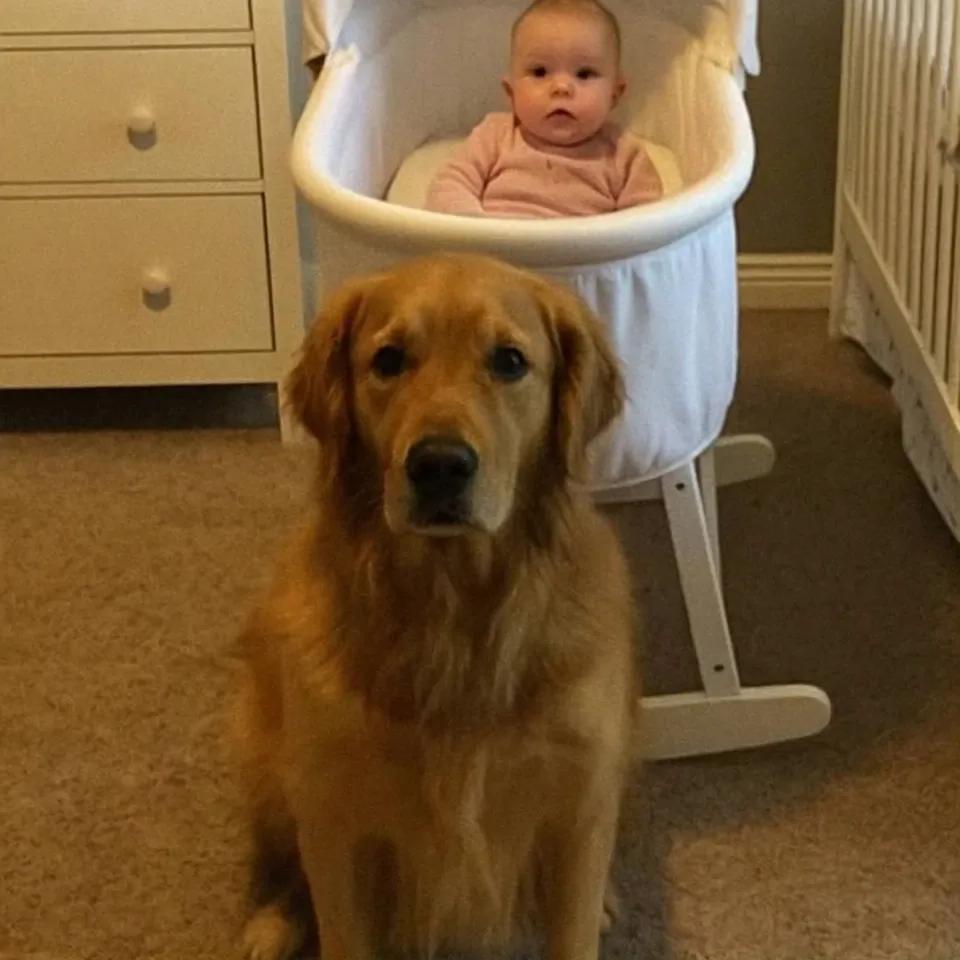 We Almost Got Rid of Our Dog — Until Hidden Camera Footage Revealed the Truth
