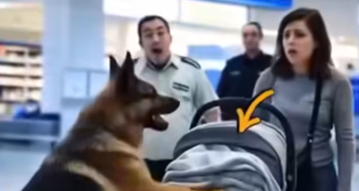 Service Dog Attacks Baby Stroller at Airport