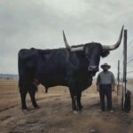 Investing in Quality: My $6,500 Black Angus Bull Purchase