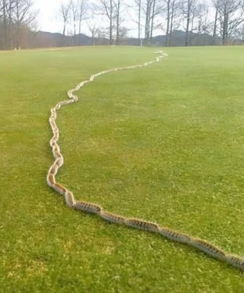 I saw something strange in the grass and thought it was just a rope