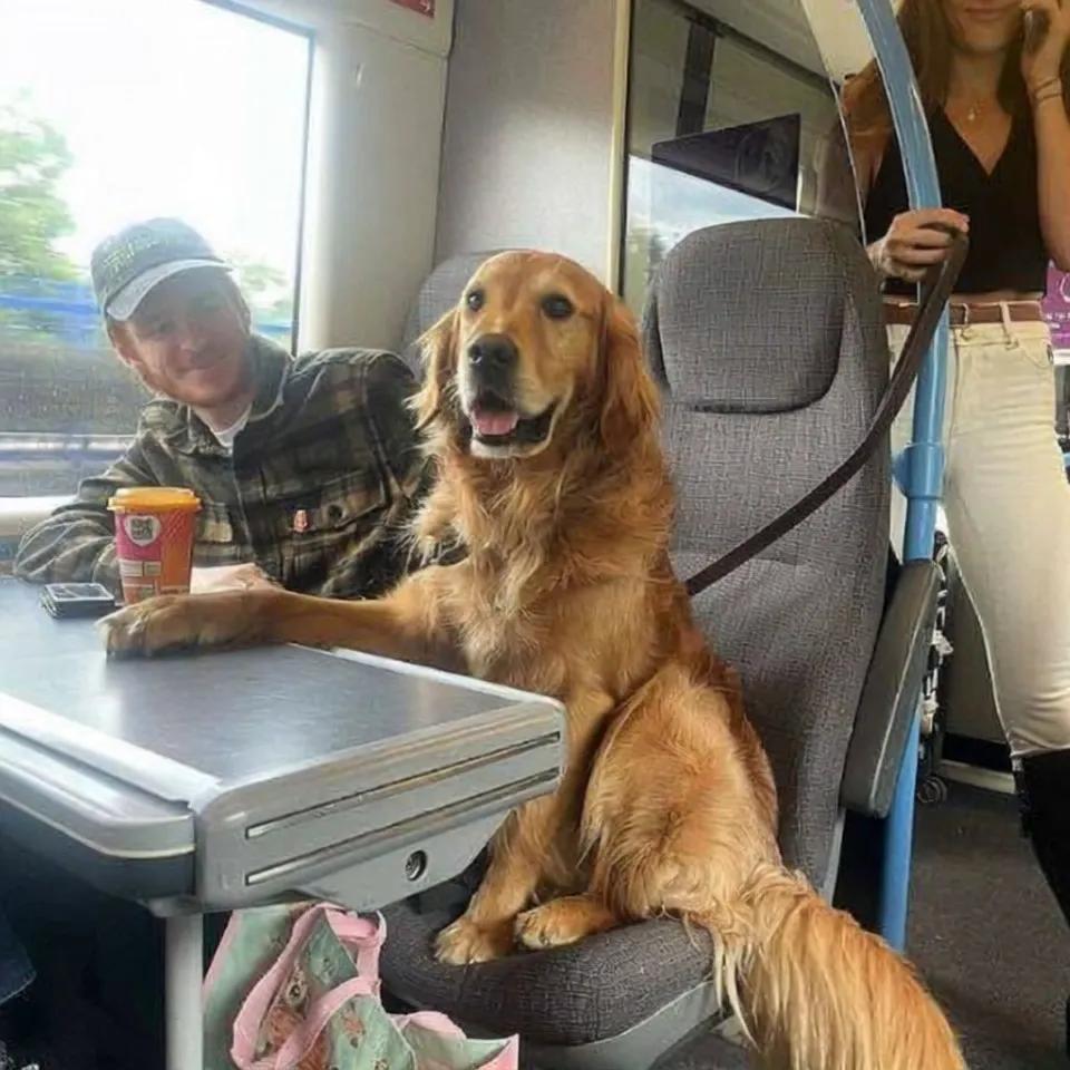 A Train Ride and a Knowing Dog